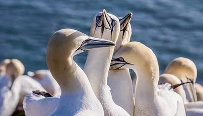 爱游戏app下载-曼联后防线三人缺阵调整成关键，曼联后卫线